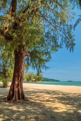 lonely tree on a tropical beach against the background of the sea