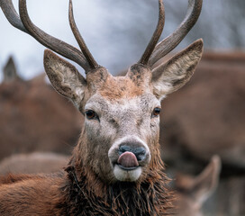 deer portrait