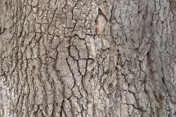 bark of a tree