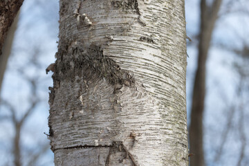 old birch bark close up