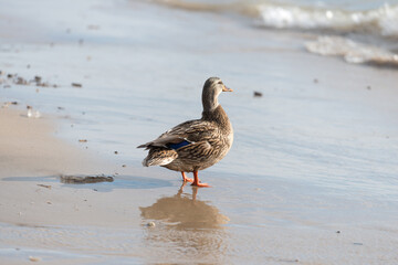 female duck on the beach - winter time