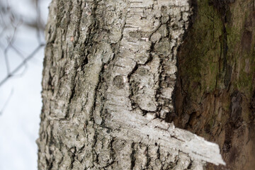 old birch bark close up