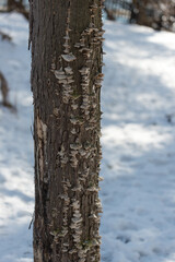 tree trunk with fungal material and snowy scene behind