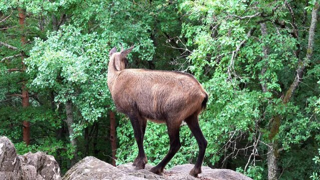 goat chamois in profile on rock