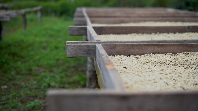 Secado natural del caf&eacute;