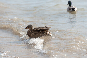 duck couple at the beach in winter