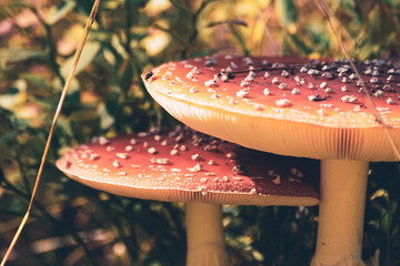 fly agaric mushroom