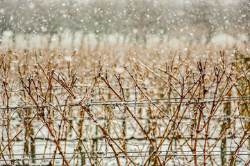 Snowfall in the vineyard
