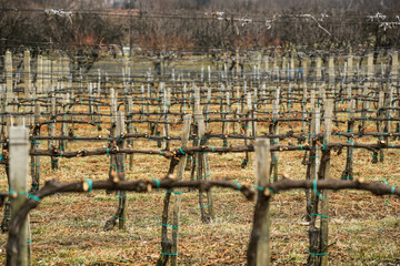 After pruning in the vineyard