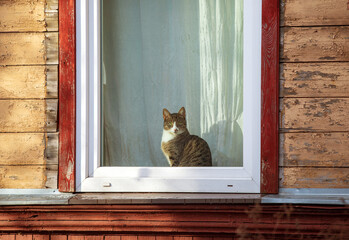 The cat likes to sleep on the windowsill and watch the world through the window