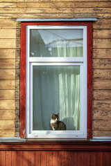 The cat likes to sleep on the windowsill and watch the world through the window