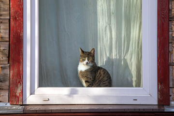 The cat likes to sleep on the windowsill and watch the world through the window