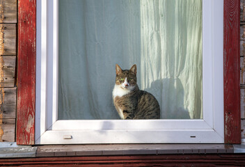 The cat likes to sleep on the windowsill and watch the world through the window