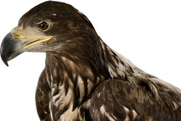 Young bird wild black chested buzzard eagle