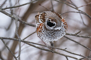 エゾライチョウ