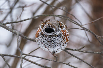 エゾライチョウ