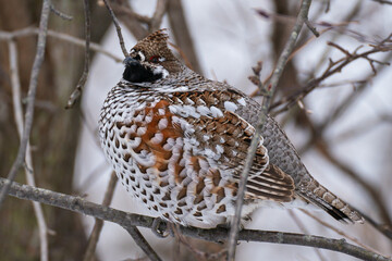 エゾライチョウ