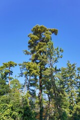 青空バックに見上げるきれいな形の松の情景＠天橋立、京都