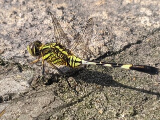 Dragonfly with green and black color perched on the ground