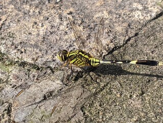 Dragonfly with green and black color perched on the ground