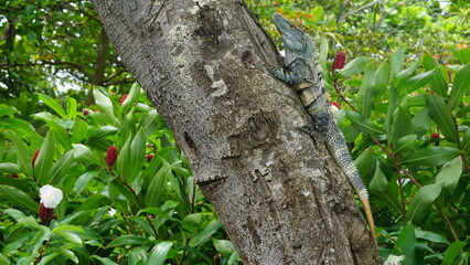 Close-up view of a male iguana climbing a tree in Costa Rica.