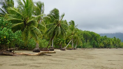 Short palm trees in front of a tropical forest, seen from the Uvita Beach in Marino Ballena National Park, Costa Rica at low tide. 