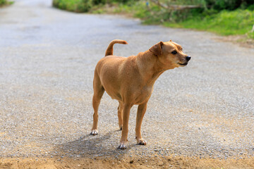 田舎の道で出会った人懐こい茶色い犬
