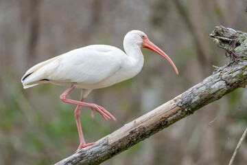 White Ibis in Florida