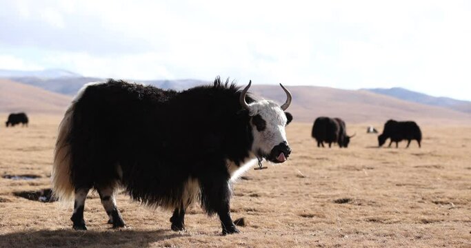 Tibet yak eating grass on winter high altitude prairie