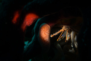 Yellowline Arrow Crab (Stenorhyncus seticornis) on the reef off the Dutch Caribbean island of Sint Maarten