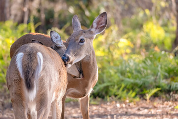 Two deer washing one another