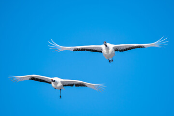 飛んでいる丹頂鶴