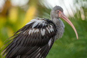 Gray bird close up