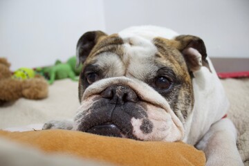 english bulldog puppy