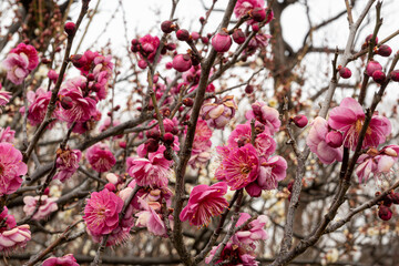 Plum blossoms announcing the arrival of early spring.　Hanegi Park with a variety of plums in Setagaya,Tokyo,Japan