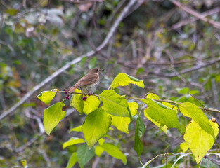 A hermit thrush, sitting on passion bush.