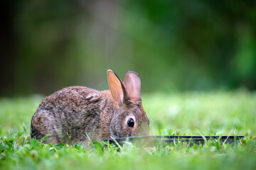 Grey small hare eating grass on summer field. Wild rabbit in nature