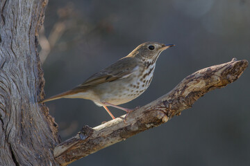 Fototapeta premium Hermit Thrush on limb.