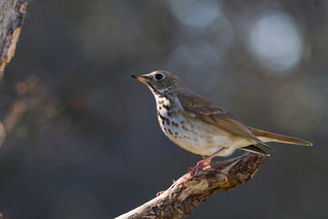 Hermit Thrush in tree.