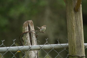 House Wren on old fence and post.