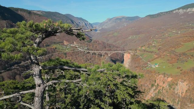 Tara canyon in Montenegro, aerial view. Tree on the foreground. Fall season, durdevica bridge on a background