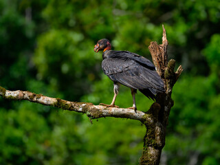 Juvenile King Vulture portrait on mossy stick against dark green background