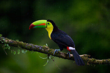 Keel-billed Toucan portrait on mossy stick against dark green background