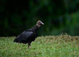 Black Vulture standing on green grass, closeup portrait  against dark green background
