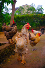 Abstract Defocused Blurred Background Close up photo of chickens scattered in the garden in front of a house in the Cikancung area - Indonesia. Not Focus