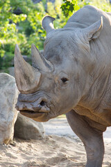 Fototapeta premium Portrait of a rhinoceros standing on sand