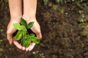 Top view of hands holding young plant against soil background. Earth day concept with copy space. 