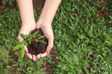 Top view of close up hands holding young plant against green grass background. Earth day concept...