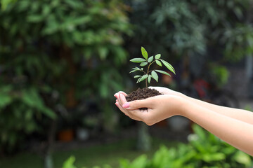 Close up hands holding young plant against nature background. Earth day concept with copy space. 
