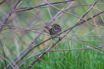 Lincoln's Sparrow in bush in backyard.